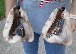 Two piece lot of King Helmet Shells 6 inch for seashell decor - $20/lot