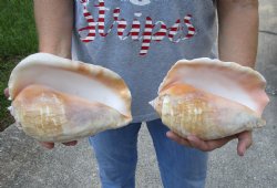 2 piece lot of Eastern Pacific Giant Conch shells for sale, 8 inch  - $33/lot