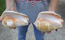 2 piece lot of Eastern Pacific Giant Conch shells for sale, 7-1/2 and 8 inch  - $33/lot