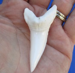 One Huge Plain Mako shark tooth measuring 2-3/8 inches - $50