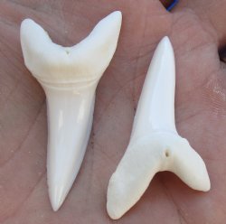 Two Plain Mako shark teeth measuring 1-7/8 inches  - $25/lot