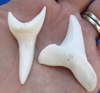 Two Plain Mako shark teeth measuring 1-7/8 inches  - $25/lot