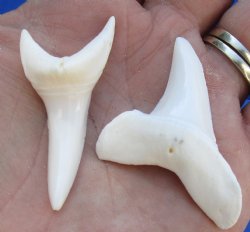 Two Plain Mako shark teeth measuring 1-7/8 inches  - $25/lot