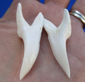Two Plain Mako shark teeth measuring 2 inches  - $39/lot