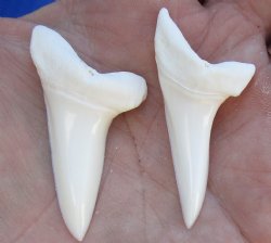 Two Plain Mako shark teeth measuring 1-3/4 inches  - $21/lot
