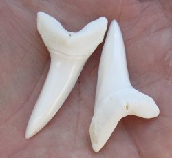 Two Plain Mako shark teeth measuring 1-3/4 inches  - $21/lot