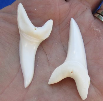 Two Plain Mako shark teeth measuring 1-3/4 inches  - $21/lot