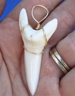 One Mako shark tooth wrapped with a gold color wire measuring 2-1/8 inches - $37