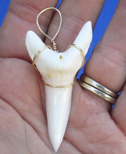 One Mako shark tooth wrapped with a gold color wire measuring 2-1/8 inches - $37