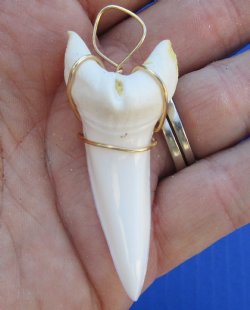 One Mako shark tooth wrapped with a gold color wire measuring 2-1/8 inches - $37