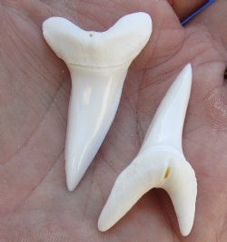 Two Plain Mako shark teeth measuring 1-3/4 inches  - $21/lot