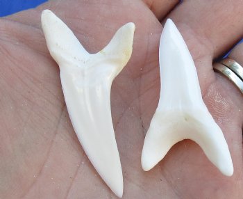 Two Plain Mako shark teeth measuring 1-3/4 inches  - $21/lot