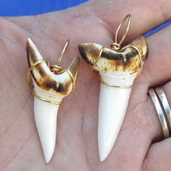 Two Mako shark teeth Burned and wrapped with a gold color wire 1-5/8 and 1-7/8 inches - $30
