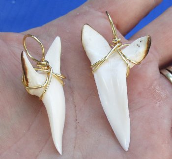 Two Mako shark teeth Burned and wrapped with a gold color wire 1-5/8 and 1-7/8 inches - $30