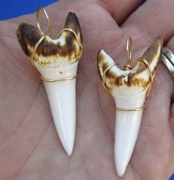 Two Mako shark teeth Burned and wrapped with a gold color wire measuring 1-7/8 inches - $30