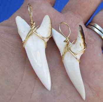 Two Mako shark teeth Burned and wrapped with a gold color wire measuring 1-7/8 inches - $30
