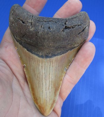4-1/8 by 2-7/8 inches High Quality Megalodon Fossil Shark Tooth for Sale - $90