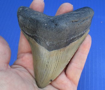 4-1/8 by 3-3/8 inches High Quality Megalodon Fossil Shark Tooth for Sale - $90