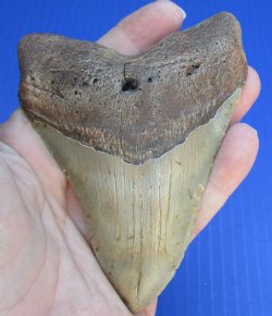 4-1/4 by 3-1/8 inches High Quality Megalodon Fossil Shark Tooth for Sale - $90
