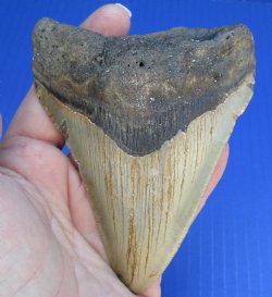 4-3/8 by 3-3/8 inches High Quality Megalodon Fossil Shark Tooth for Sale - $90