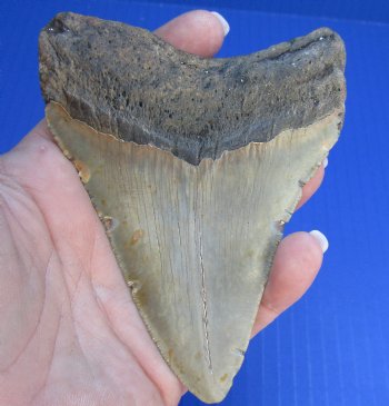 4-3/8 by 3-3/8 inches High Quality Megalodon Fossil Shark Tooth for Sale - $90