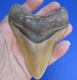 4-1/8 by 3-1/8 inches High Quality Megalodon Fossil Shark Tooth for Sale - $90