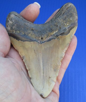 4-1/8 by 3-1/8 inches High Quality Megalodon Fossil Shark Tooth for Sale - $90