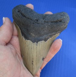 4-3/4 by 3-3/4 inches High Quality Megalodon Fossil Shark Tooth for Sale - $100