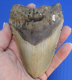 4-3/4 by 3-1/4 inches High Quality Megalodon Fossil Shark Tooth for Sale - $100