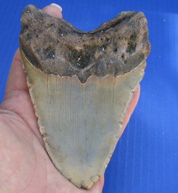 4-3/4 by 3-1/4 inches High Quality Megalodon Fossil Shark Tooth for Sale - $100