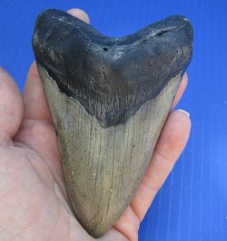 4-3/4 by 3-1/8 inches High Quality Megalodon Fossil Shark Tooth for Sale - $100