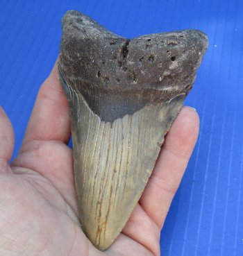 4-3/4 by 2-7/8 inches High Quality Megalodon Fossil Shark Tooth for Sale - $100
