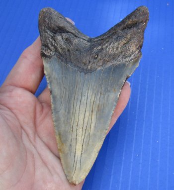 4-3/4 by 2-7/8 inches High Quality Megalodon Fossil Shark Tooth for Sale - $100