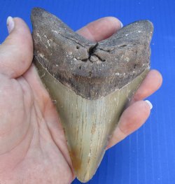4-7/8 by 3-3/8 inches High Quality Megalodon Fossil Shark Tooth for Sale - $100
