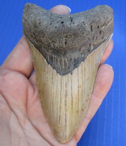 4-1/8 by 2-5/8 inches High Quality Megalodon Fossil Shark Tooth for Sale - $90