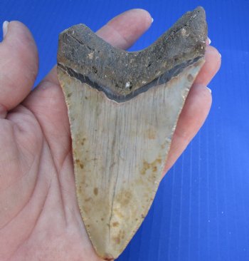 4-1/8 by 2-5/8 inches High Quality Megalodon Fossil Shark Tooth for Sale - $90