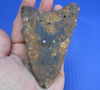 One Discounted Megalodon Fossil Shark Tooth measuring 4-1/4 inches long - $50