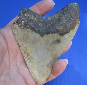 One Discounted Megalodon Fossil Shark Tooth measuring 4-1/8 inches long - $50