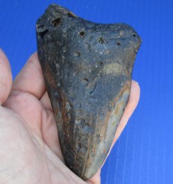 One Discounted Megalodon Fossil Shark Tooth measuring 4-1/2 inches long - $20