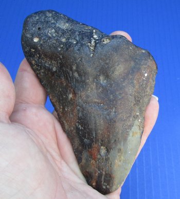 One Discounted Megalodon Fossil Shark Tooth measuring 4-3/4 inches long - $20