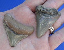 2 pc lot of Megalodon Fossil Shark Teeth for Sale measuring 1-3/4 inches and 1-5/8 inches long - $32/lot