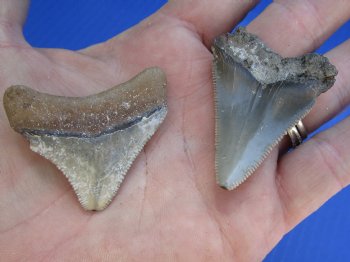 2 pc lot of Megalodon Fossil Shark Teeth for Sale measuring 1-3/4 inches and 1-5/8 inches long - $32/lot