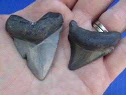 2 pc lot of Megalodon Fossil Shark Teeth for Sale measuring 1-3/4 inches and 1-1/2 inches long - $32/lot