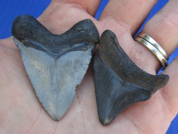 2 pc lot of Megalodon Fossil Shark Teeth for Sale measuring 1-3/4 inches and 1-1/2 inches long - $32/lot