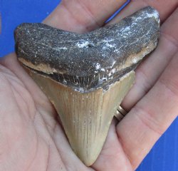 2-3/4 by 2-3/8 inches Megalodon Fossil Shark Tooth for Sale - $30