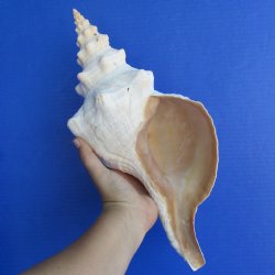 15" Horse Conch, Florida's State Seashell - $65