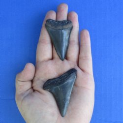 2" & 2-1/4" XL Fossilized Mako Shark Teeth - $24