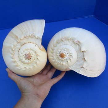 10" Philippine Crowned Baler Melon Shell, 2 pc lot - $25