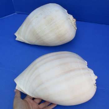 10" Philippine Crowned Baler Melon Shell, 2 pc lot - $25