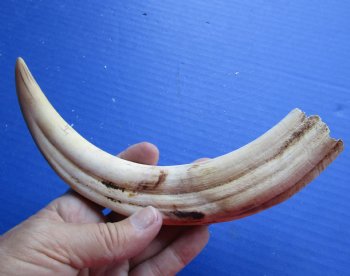 10 inch Warthog Tusk, Warthog Ivory from African Warthog - $49